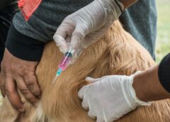 Rawson impulsa una nueva jornada de esterilización masiva para el cuidado de las mascotas